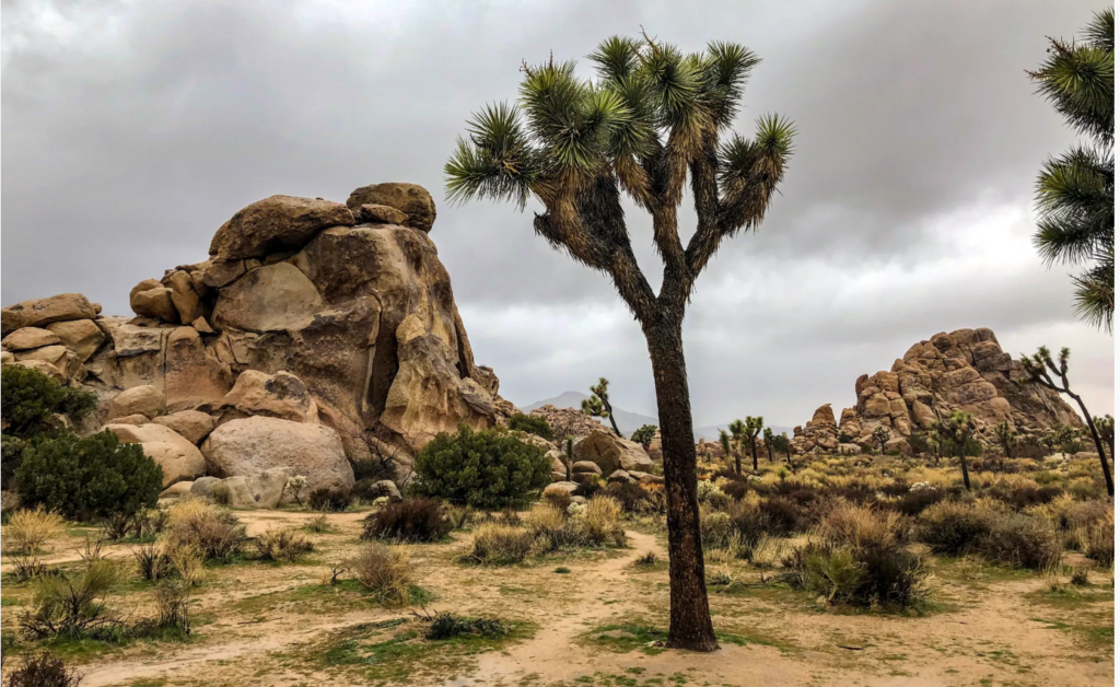 A Perfect Weekend: Adventure and Serenity in Joshua Tree