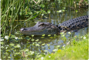 Everglades National Park